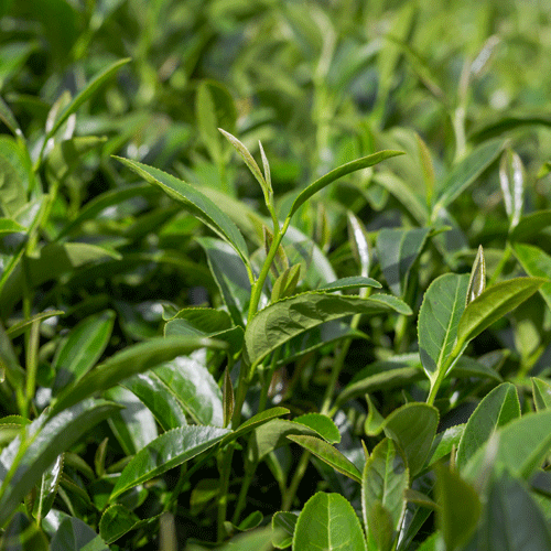 news & events